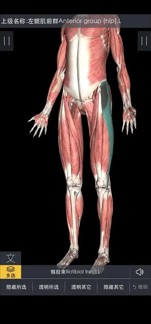 其它 大腿外侧疼痛麻木的临床分析 写美篇从肌肉角度上来说:大腿外侧