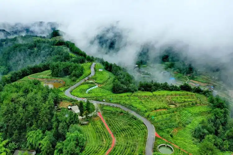 云雾缭绕,航拍中国茶乡旺苍,满眼绿色的山水风景,如人间仙境!|旺苍|茶