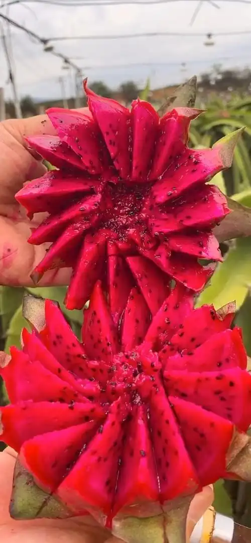 这样的火龙果花见过吗!