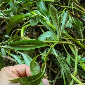 【过江藤】过江藤品牌,价格 - 阿里巴巴