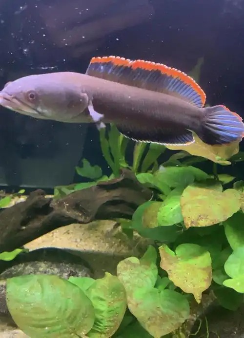kjhgf蓝帆阿萨姆雷龙鱼蓝宝石奶茶七彩雷龙巴卡幼苗子观赏鱼活体中