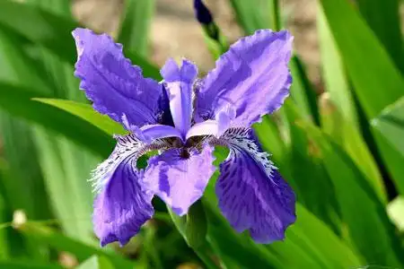 溪荪鸢尾图片:溪荪的形态特征介绍