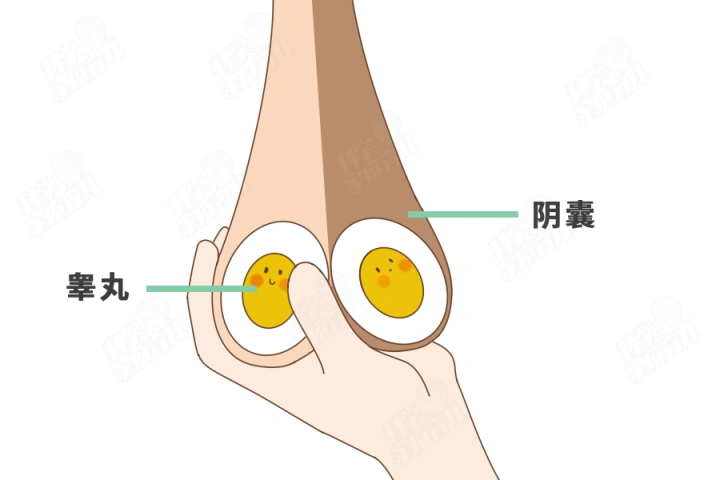 的颜色,家长平时看到的可能只是阴囊的颜色,毕竟睾丸是不轻易"露面"的