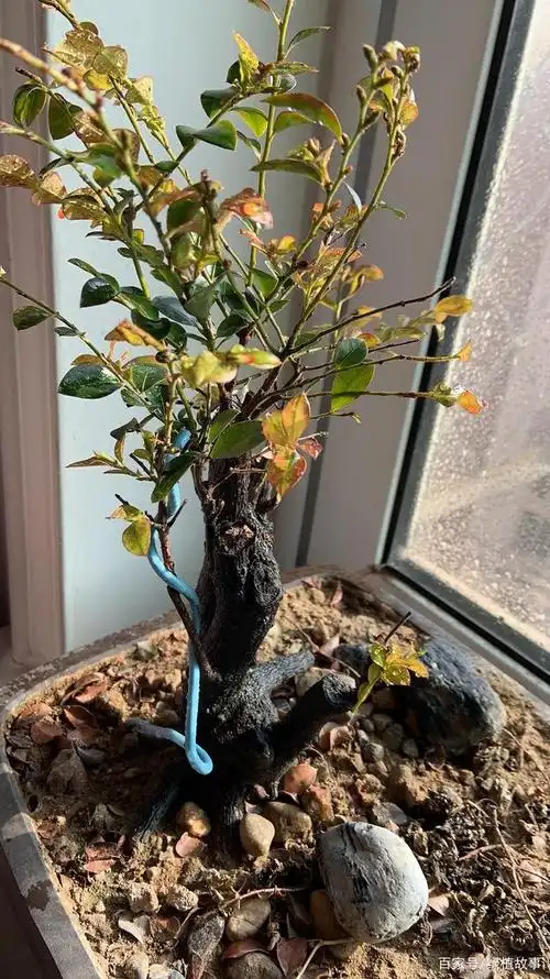 北方阳台养黑骨茶 01