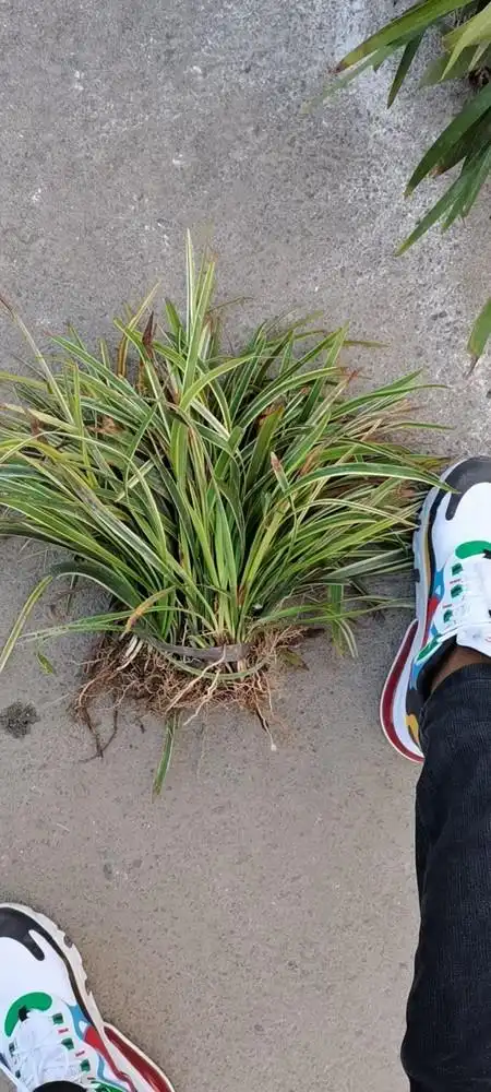 绿化苗木基地金边麦冬草