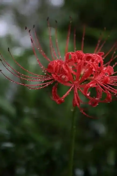 48张彼岸花图,真是美极了!赶紧收藏!_网易订阅