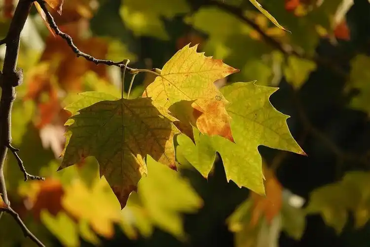 天凉好个秋——渐黄的梧桐叶-中关村在线摄影论坛