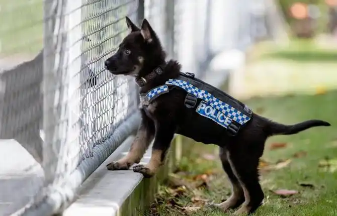 原创小警犬刚出生7周就要参加训练课却因太友善被开除学籍