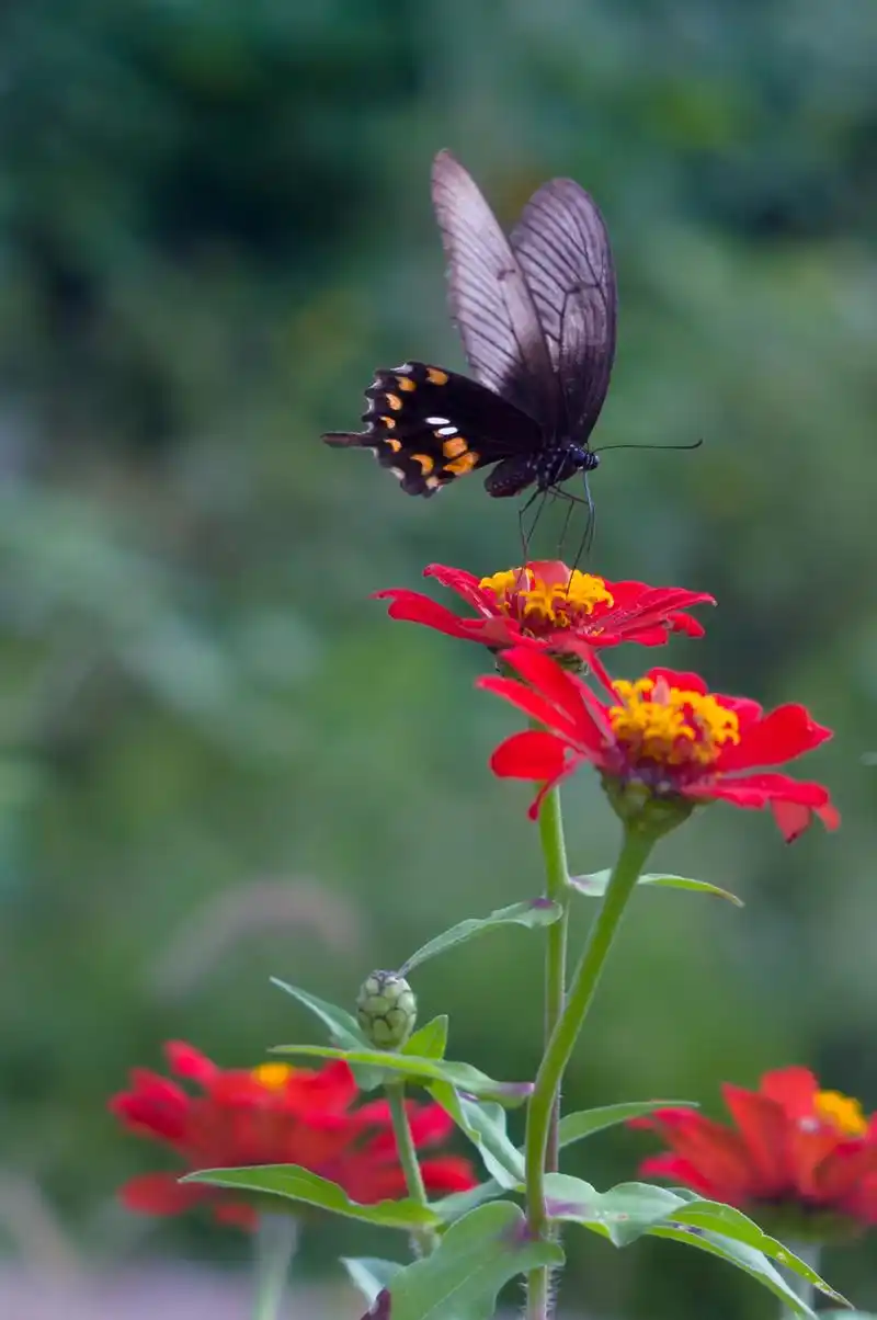 【蝶恋花】 第 7 幅查看大图曝光:1/800 sec光圈:f3.
