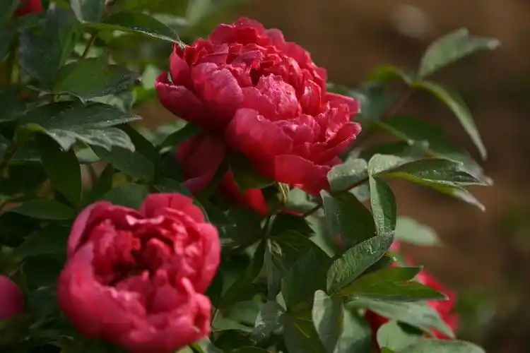 国色天香的大红色牡丹雍荣富贵,娇俏艳丽;洁白素雅的白色牡丹宛如白玉