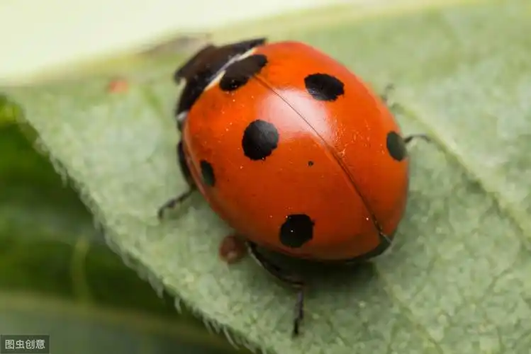 七星瓢虫:背负"天命",一生就是一部战争史