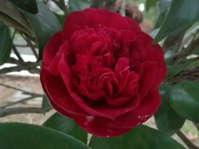 老边茶花2017季(一)