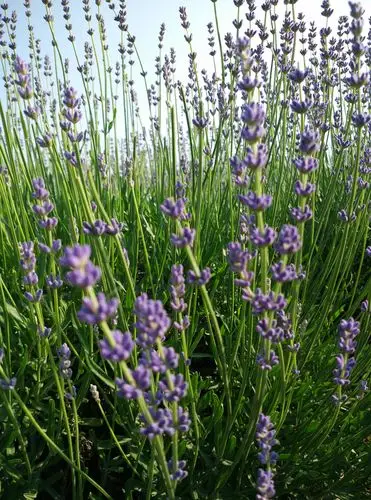 紫蓝色的小花,独特淡雅.