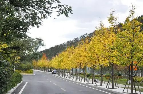 害少易养护,抗性强树形无需修剪,自然成型世界五大行道树之一欧洲小叶