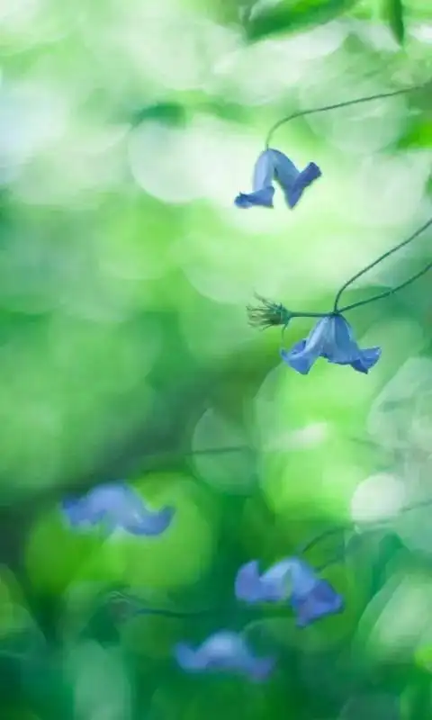 绿色背景图全绿,绿色背景图可爱,绿色背景图纯色,绿色背景图片 护眼