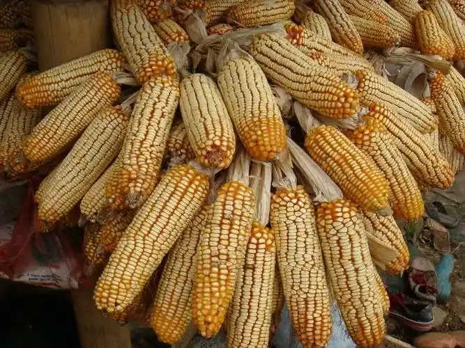 我们认识了的农作物 - 美篇