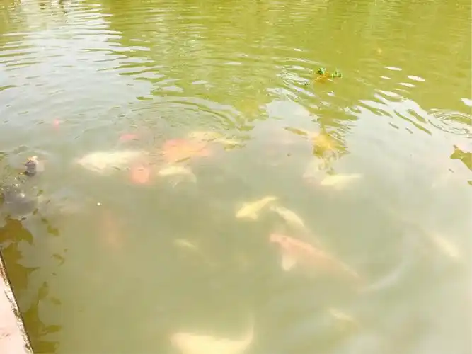 鱼儿在在水里面游来游去,像是在嬉戏.