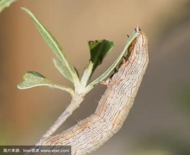一个鹰蛾毛虫的特写