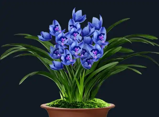 兰花图片大全大图名称(兰花图片大全大图 简笔画) - 123植物网