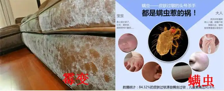 春季螨虫滋生易过敏体质注意了家里这些地方一定要清理