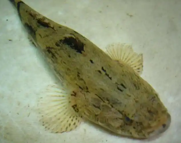 笋壳鱼的价格及养殖技术和养殖需要注意事项_渔盟1588网