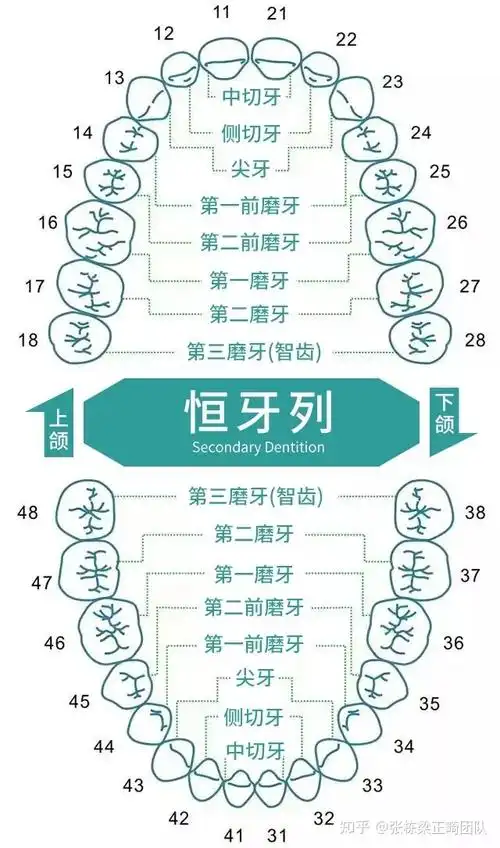 牙齿矫正为什么有的人要拔牙,还要拔掉4颗呢? - 知乎
