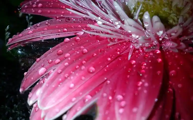 夏日清晨植物上的露珠壁纸(上)-花卉壁纸-高清花卉图片-第2图-娟娟