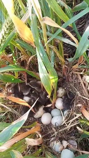 乡村生活#发现一窝野鸭子