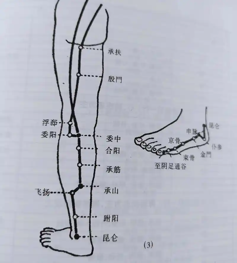 倪师针灸笔记膀胱经 97膀胱经是穴位最多的经络,五脏六腑的腧穴都在