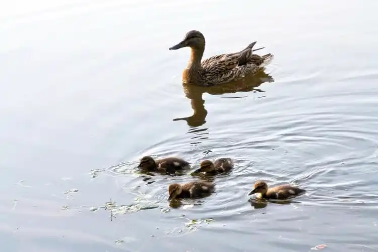 一个家庭的鸭,鸭妈妈与小鸭子游泳