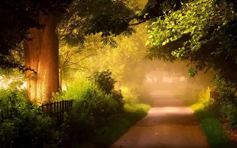 唯美森林小道风景图片桌面壁纸