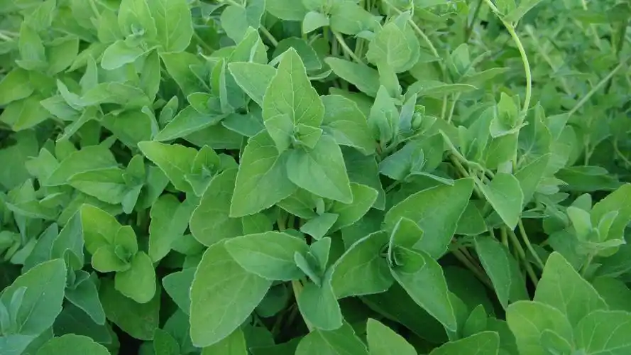 分析党参价格趋势后市价格仍是看好