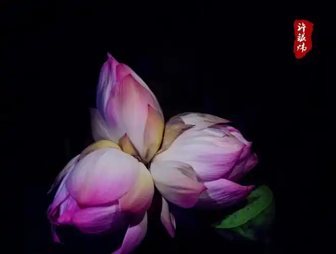 三头并蒂莲花开花败终成蓬