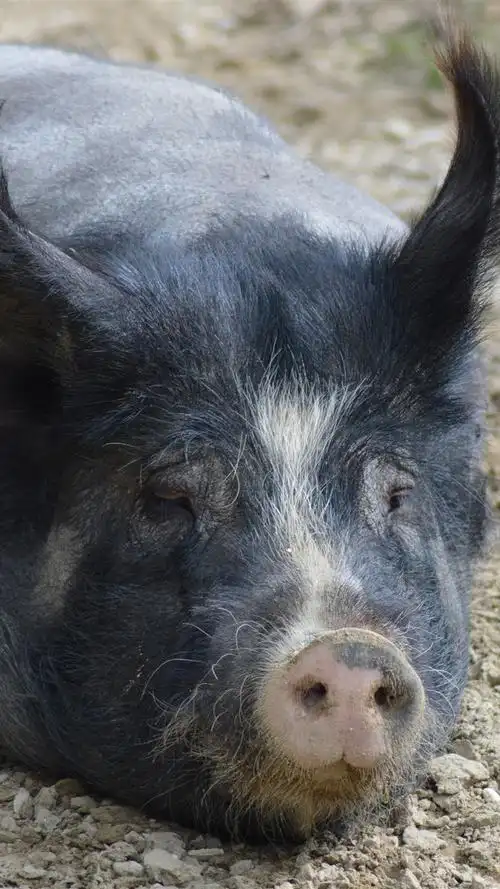 壁纸 黑猪鼻子 5120x2880 uhd 5k 高清壁纸, 图片, 照片