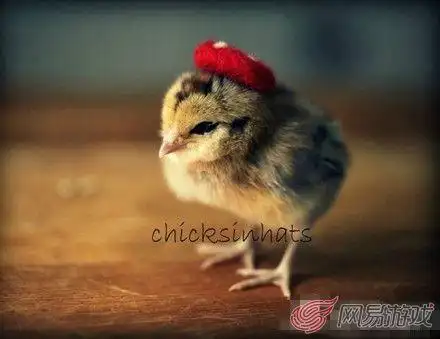 全球农场大事件:穿着衣服的可爱小鸡