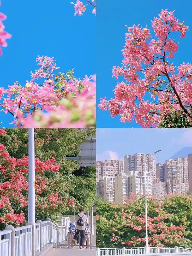 福州美丽异木棉绝美花桥,花期正好快去拍.
