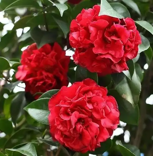 它被誉为"茶花之王",香味浓郁,花色艳丽,花期长达半年