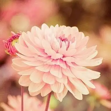 qq图片头像花qq头像花草带字图片