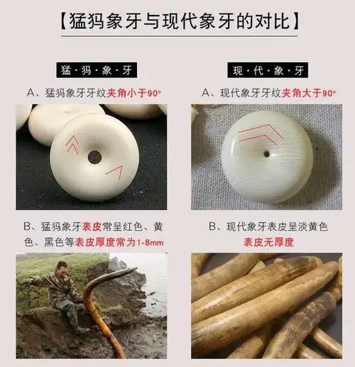 关于猛犸象牙这些知识可以了解下