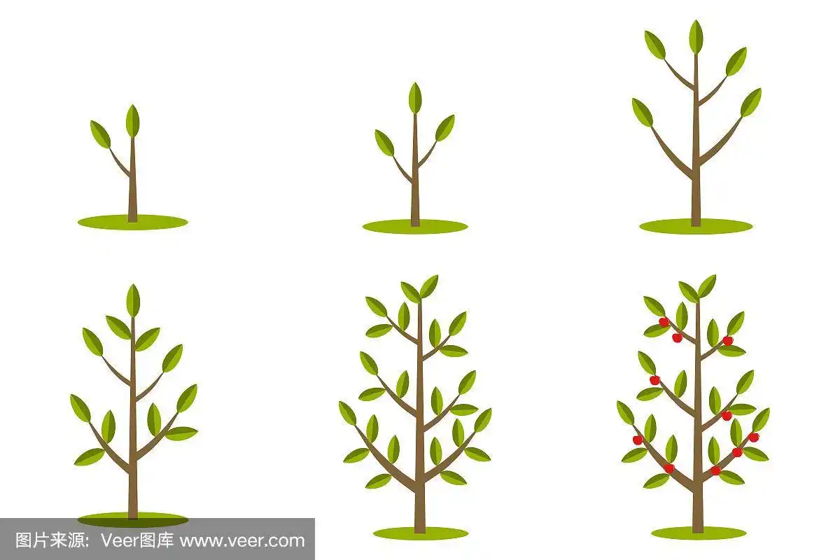 树木生长的阶段.