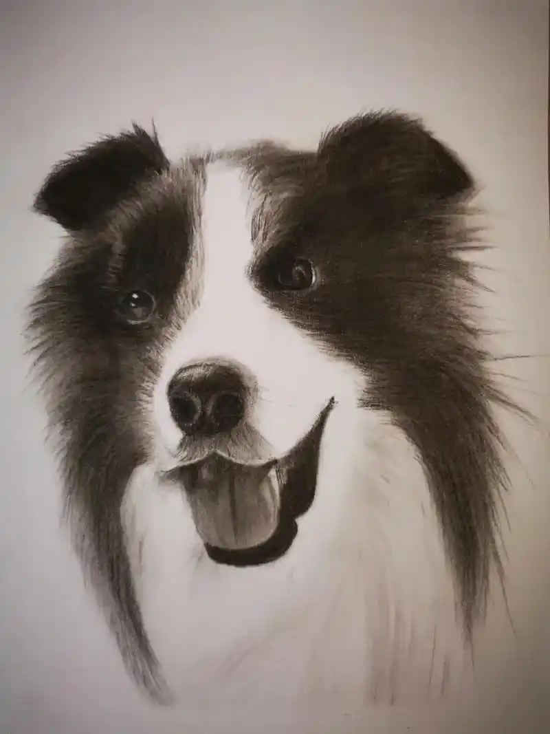 素描 #动物素描 #边牧 同事家的狗子 - 抖音