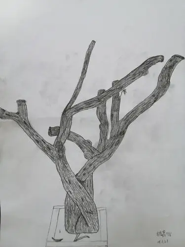 我为树狂～记七年一班,二班树桩写生