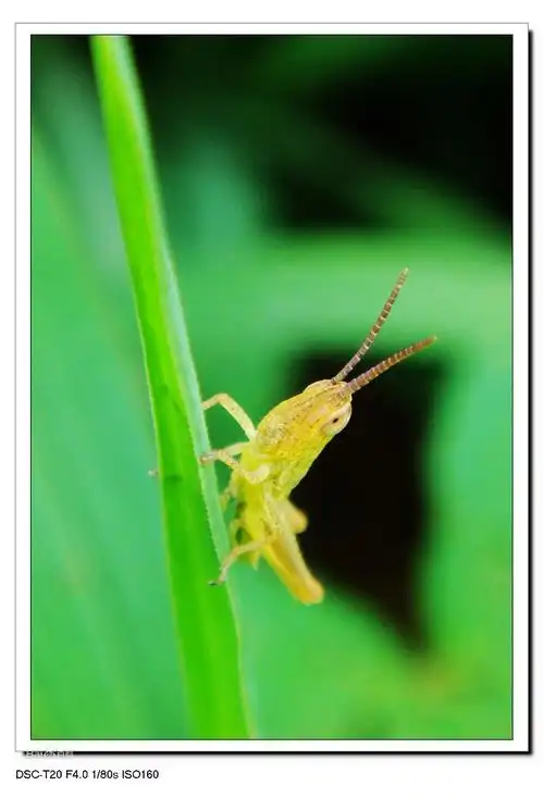 泛指蝗虫)也称跳蝻!