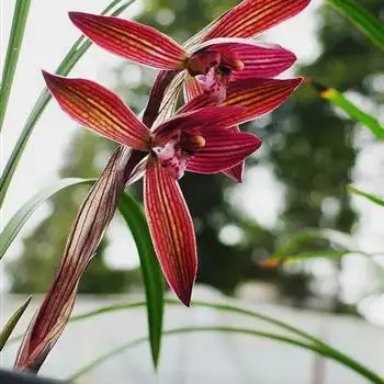 春兰鼎级红色花【紫气东来】 - 中国兰花交易网