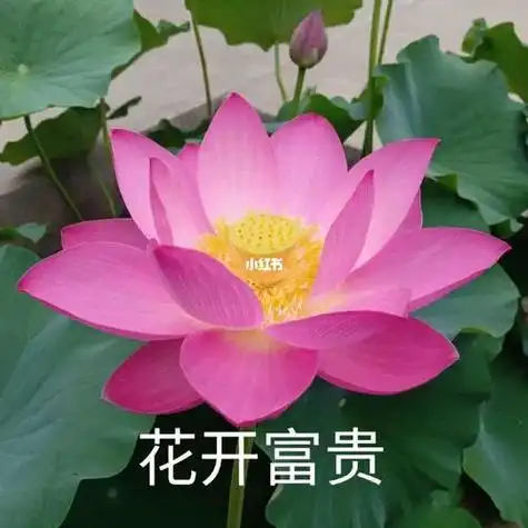 荷花和莲花的情侣头像 情侣头像图片大全 -【爱个性】