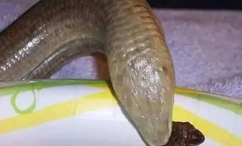 阿西娜玻璃蛇是无腿蜥蜴全身透明一碰就断视频图片2