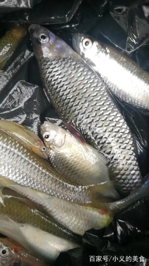 野生河鱼你美味做法,比有机蔬菜更好吃,放心食用