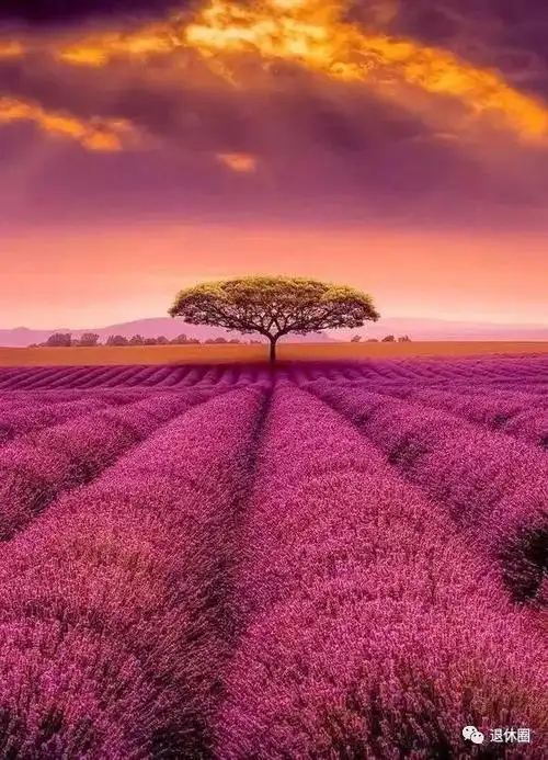 紫!紫!紫!紫!紫!紫!紫!紫!紫!打开它,紫气东来!