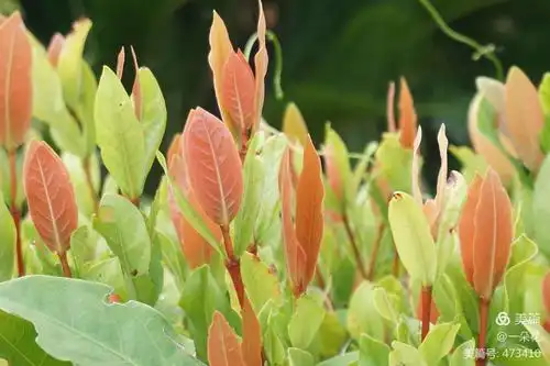 龙船花嫩叶也很美!