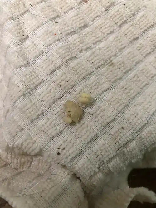 讨论小奶猫的粑粑是白色吗